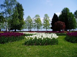 Parterre de tulipes � Morges au bord du lac !