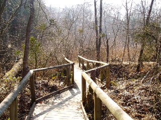 Grande cari�aie, gr�ves de Cheseaux, Champ-Pittet, Yverdon