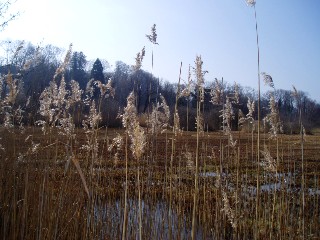 Grande cari�aie, gr�ves de Cheseaux, Champ-Pittet, Yverdon