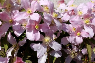 Cl�matite mai 2011