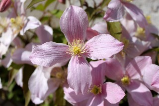 Cl�matite mai 2011