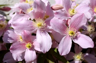 Cl�matite mai 2011