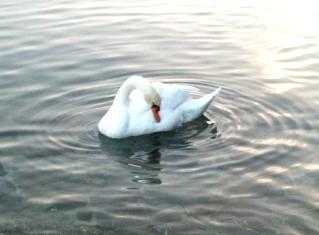 La beaut� du cygne
